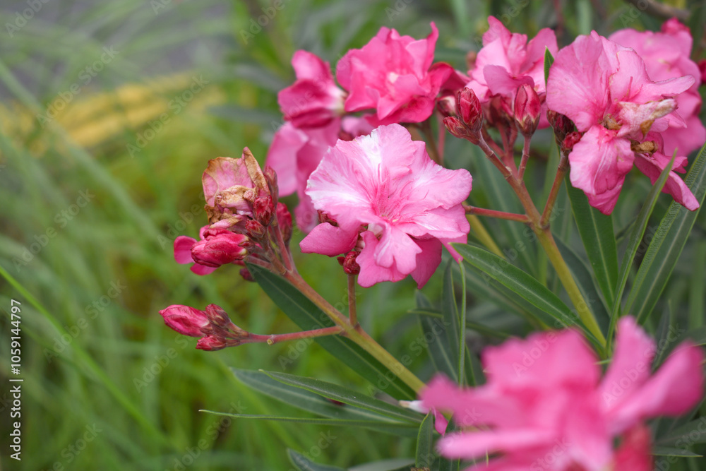 Nerium oleander in bloom, Pink siplicity bunch of flowers and green leaves on branches, Nerium Oleander shrub Pink flowers, ornamental shrub branches in daylight, bunch of flowers closeup Nerium oleander in bloom, Pink siplicity bunch of flowers and green leaves on branches, Nerium Oleander shrub Pink flowers, ornamental shrub branches in daylight, bunch of flowers closeup
