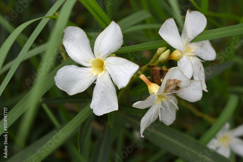 Nerium oleander in bloom, White siplicity bunch of flowers and green leaves on branches, Nerium Oleander shrub white flowers, ornamental shrub branches in daylight, bunch of flowers closeup