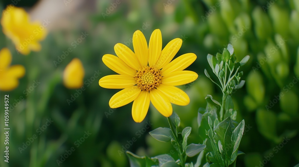 A vibrant yellow daisy stands out against a lush green background, symbolizing warmth and cheerfulness. A vibrant yellow daisy stands out against a lush green background, symbolizing warmth and cheerfulness.