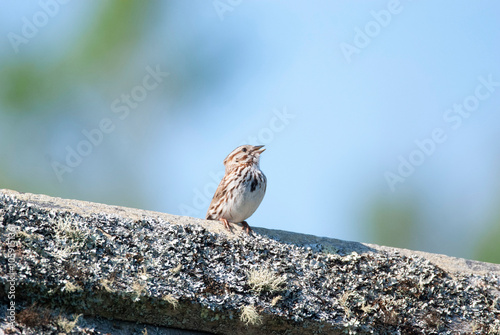 Song Sparrow singing from a stone perch photo