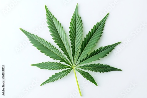 Single Cannabis Leaf, Green, White Background, Detailed Botany Illustration.