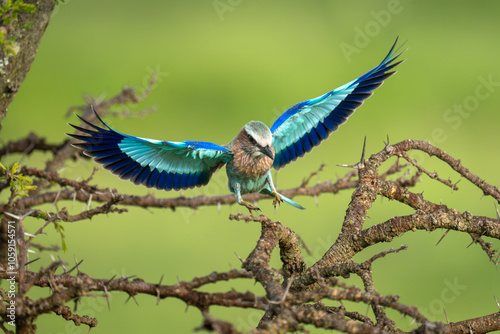 Photography Lilac-breasted roller spreads wings landing on thornbush