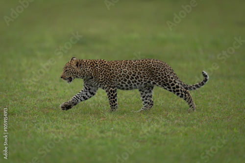 Leopard cub walks across grass raising paw photo