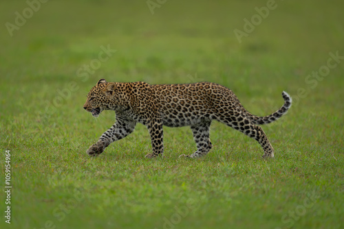 Leopard cub walks across grassland lifting forepaw photo