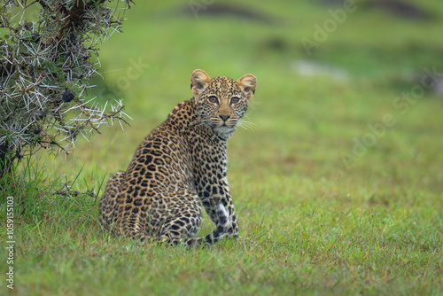 Leopard cub sits on grass looking back photo