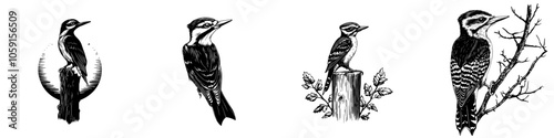 Rhythm of Nature: Minimal Woodpecker Vector- Woodpecker Illustration. A black silhouette of a woodpecker tapping into the heartbeat of the forest. photo