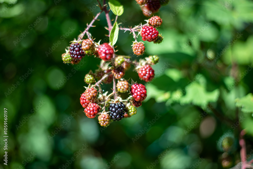 A branch with ripe blackberries showcases deep purple berries and green leaves, capturing the natural beauty of late summer or early fall. A branch with ripe blackberries showcases deep purple berries and green leaves, capturing the natural beauty of late summer or early fall.
