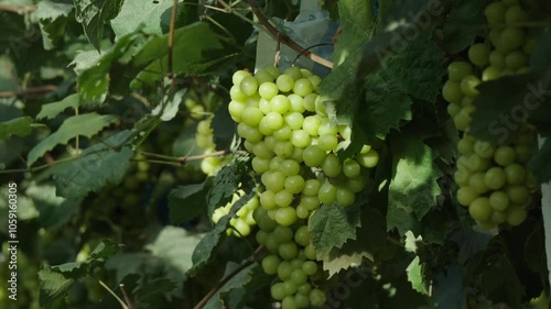 Wallpaper Mural Green grapes in the vineyard Torontodigital.ca