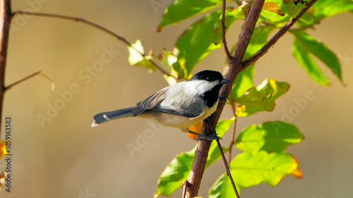 Carolina Chickadee perched in Texas oak tree with autumn orange leaves background