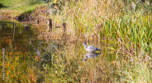 Wildvogel im Schilf photo