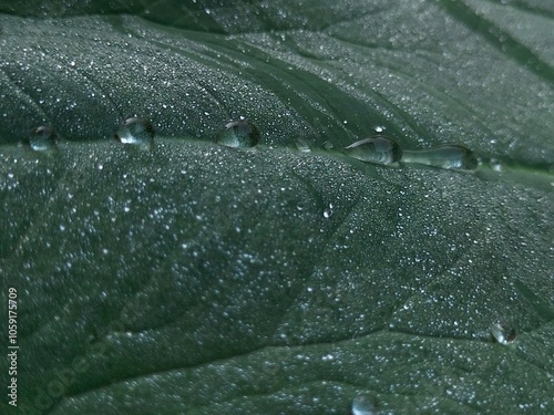 Rain water on leaf photo