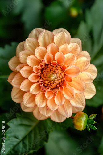 Vertical Beautiful close-up of a decorative dahlia.