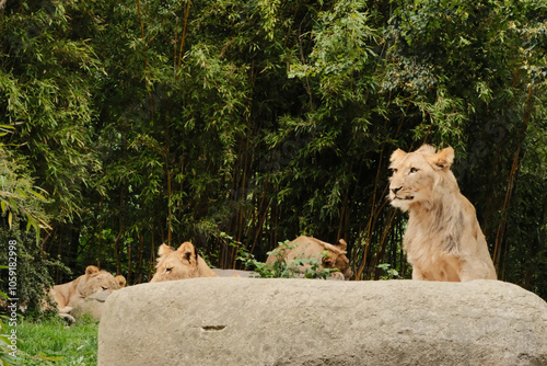 Lions on and after a stone