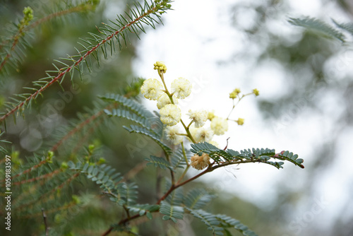 Sunshine wattle flowers on branch