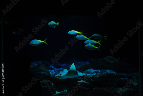 Fishes swimming in dark water