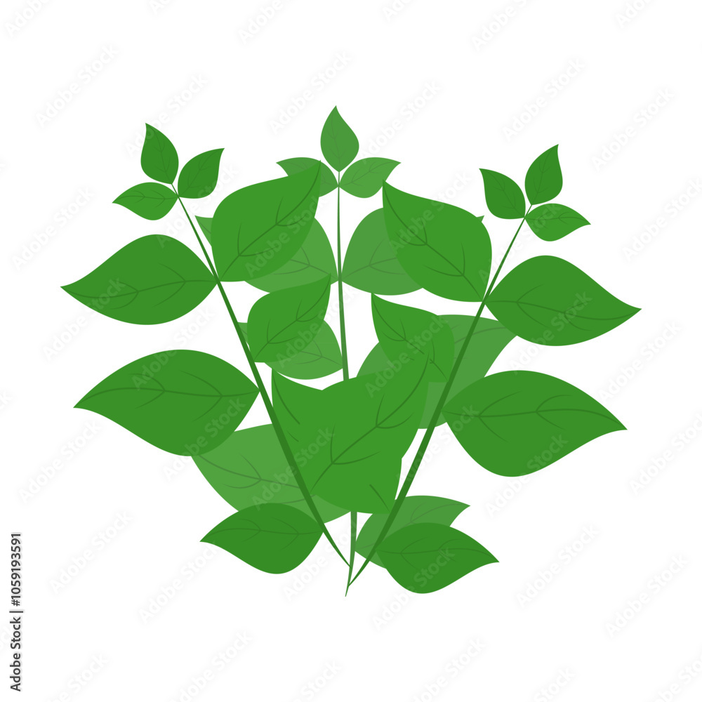 Obraz premium A bunch of basil. Part of my color flat set of the 15 best herbs for cooking. Greens on a white. Herbs for meat, fish, drinks and cocktails. For app, design, web, interface, ad. Vector EPS 10.
