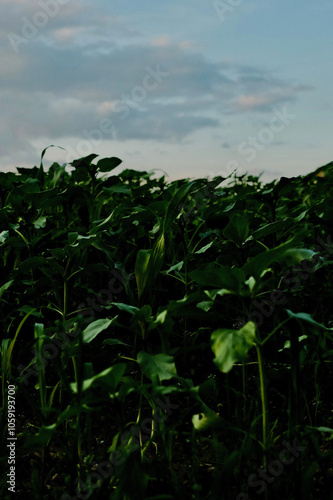 Tall green plants growing under blue sky