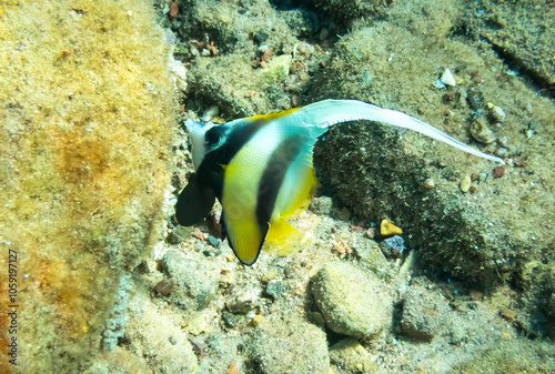 Antenna butterfly fish, scientific name is Heniochus intermedius, it belongs to family Chaetodontidae, lives  along shallow areas of coral reefs photo