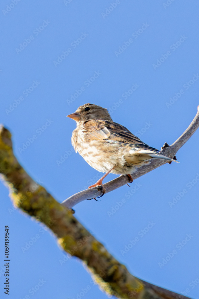 Female Linnet (Linaria cannabina) – Commonly found in grasslands, spotted at Turvey Nature Reserve, Dublin Female Linnet (Linaria cannabina) – Commonly found in grasslands, spotted at Turvey Nature Reserve, Dublin