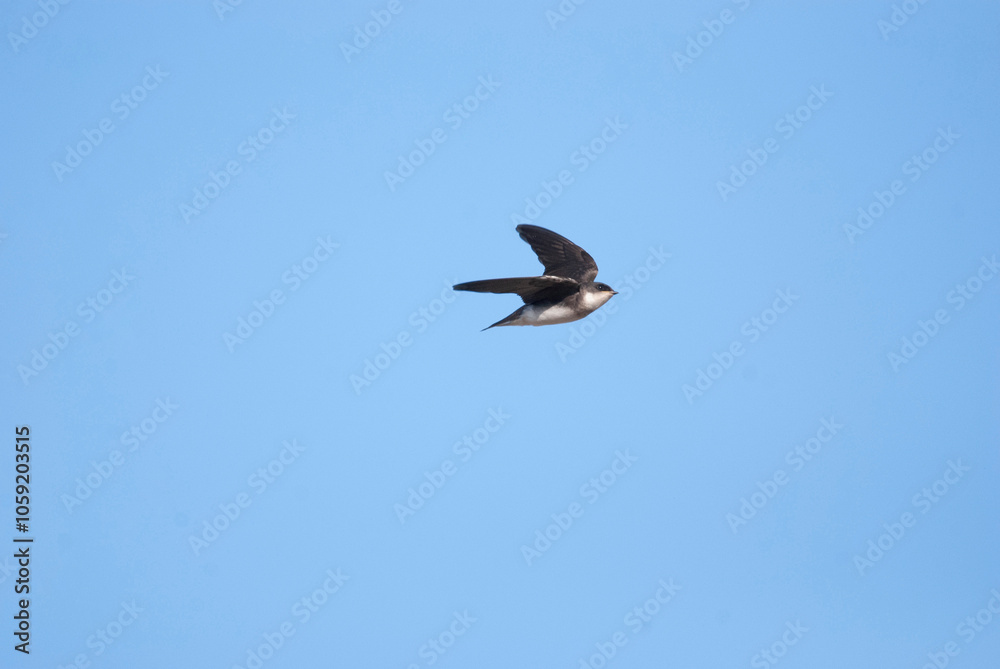 Obraz premium Small bird bank swallow flying overhead