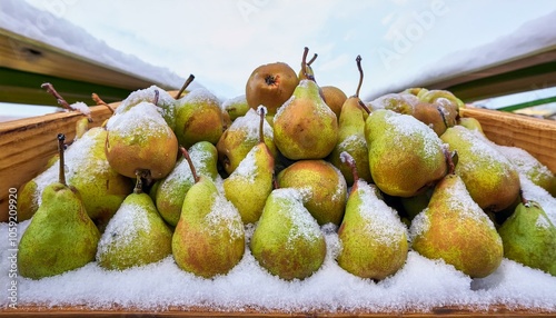 Fresh pears in the winter farmer market, covered with chocolate and snow- Christmas card concept. photo