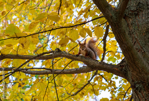 Curious squirrel in fall forest setting. Wildlife in autumn. Golden autumn scene. Fall colors and forest wildlife: squirrel portrait