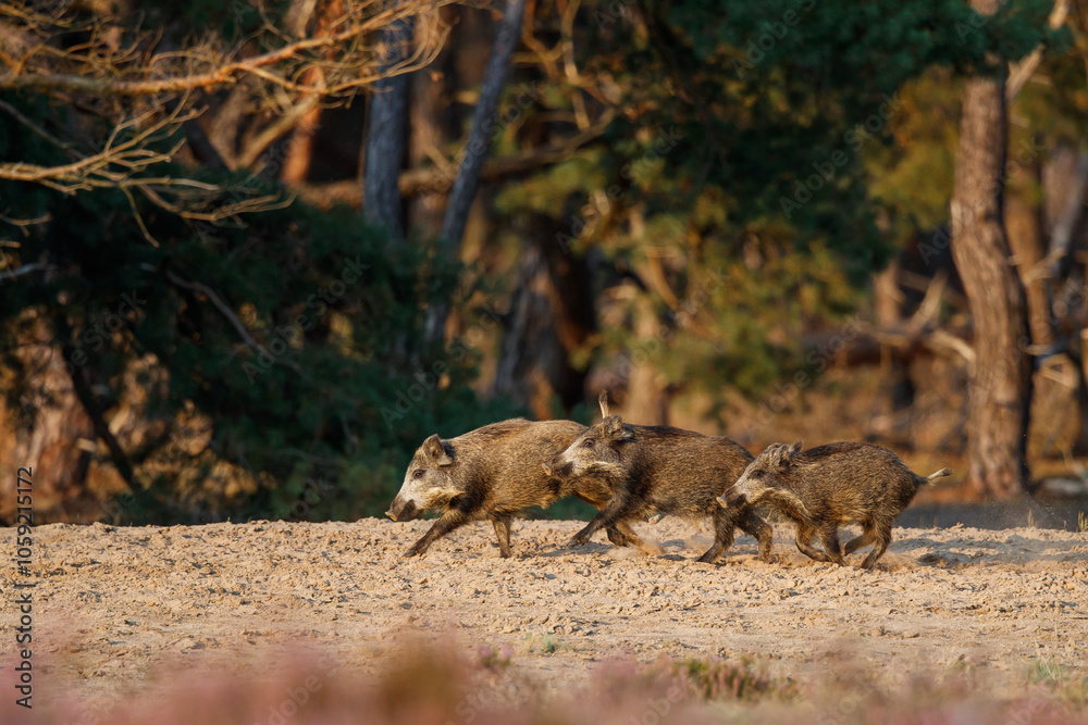 Wild boar (Sus scrofa), also known as swine, wild pig or Eurasian wild pig. These wild boar are searching for food with their youngsters in the beginning of the autumn in Veluwe NP - Netherlands. Wild boar (Sus scrofa), also known as swine, wild pig or Eurasian wild pig. These wild boar are searching for food with their youngsters in the beginning of the autumn in Veluwe NP - Netherlands.