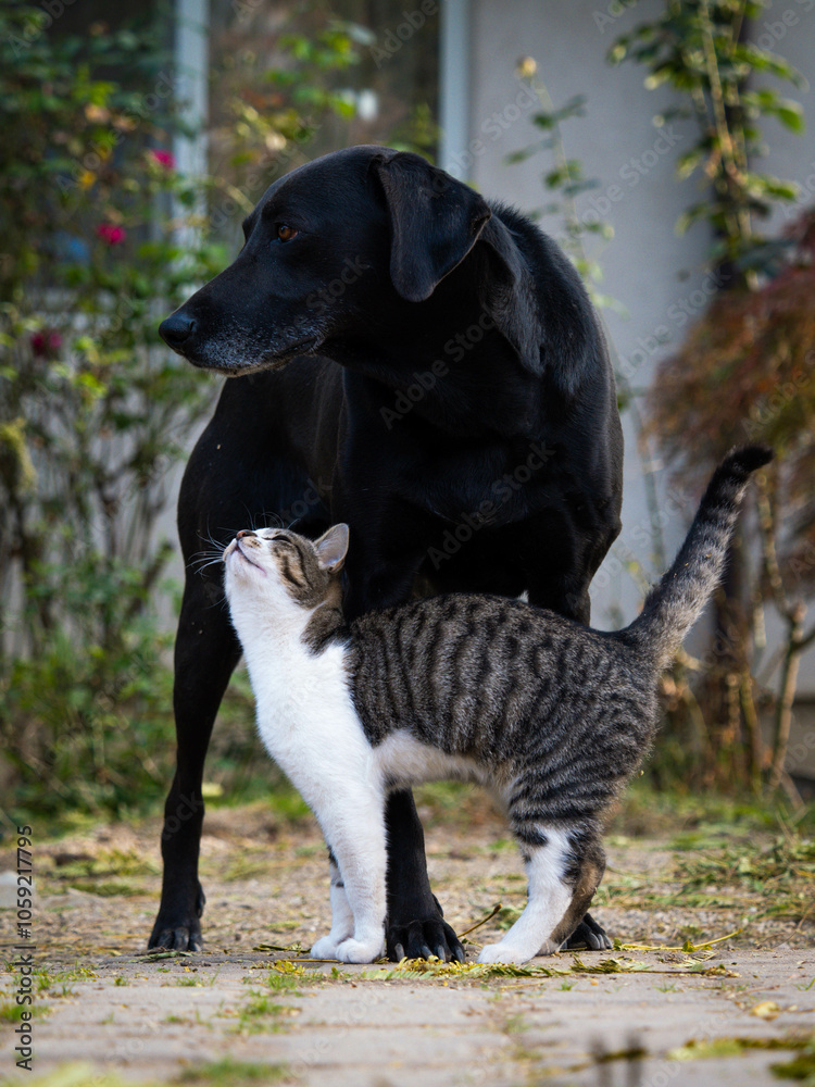 Beautiful friendship between a black dog and a domestic cat Beautiful friendship between a black dog and a domestic cat