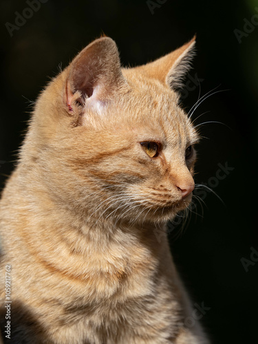 Portrait of a beauty red cat relaxing in a sunny day