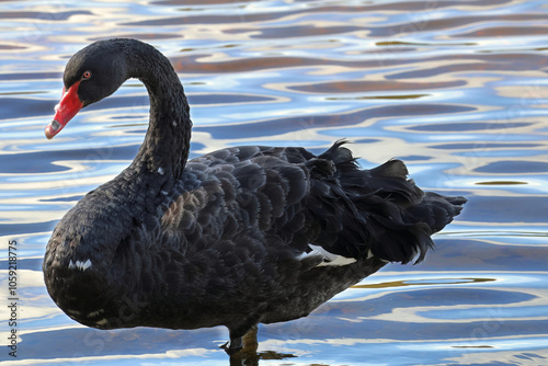 Obraz na płótnie Animals - Black Swan w salonie