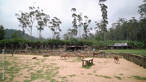 Deer breeding in Ranca Upas ciwidey bandung