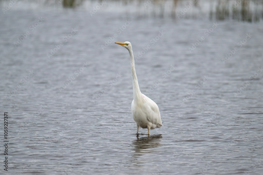 Great White Egret in a lake Great White Egret in a lake