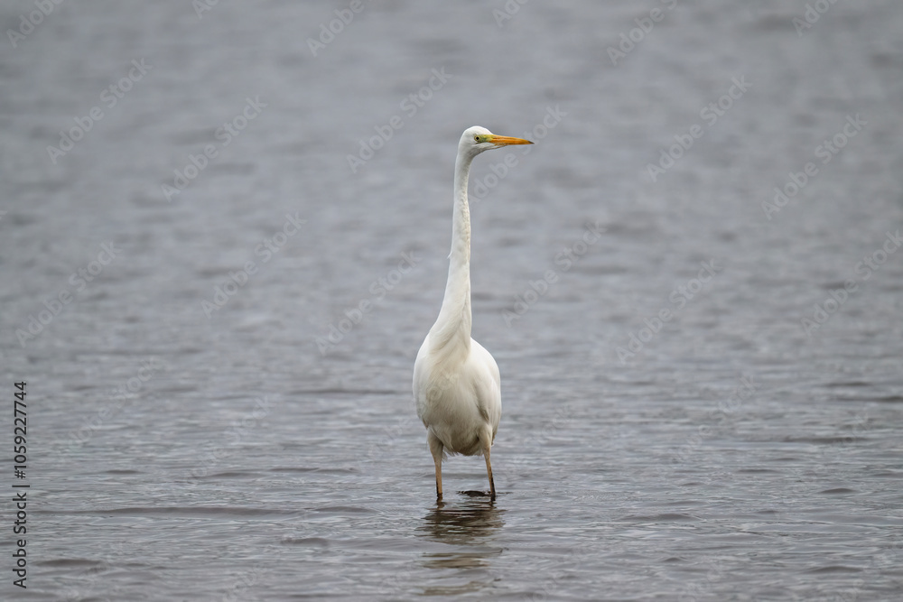 Great White Egret in a lake Great White Egret in a lake