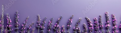 Lavender Flowers Border on Pink Background