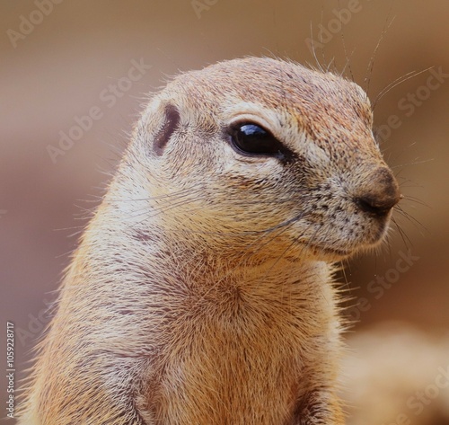 Portrait of a Xerus Inauris in a zoo photo