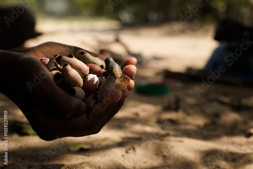 A person with a hand full of gum nut seed pods photo