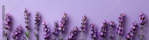 Lavender Flowers Border on Pink Background