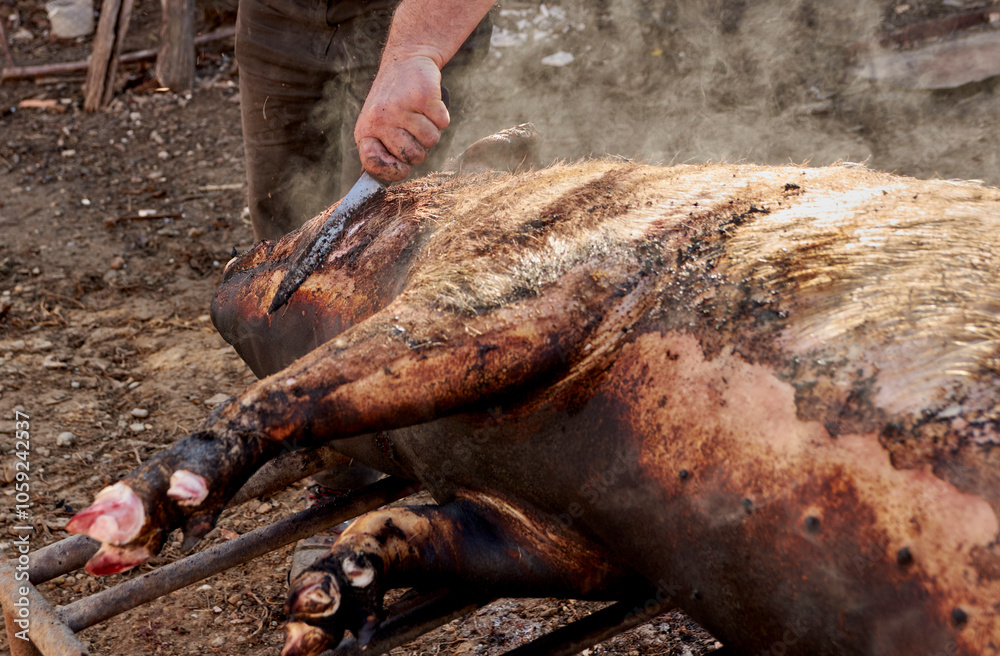 preparing to cutting, pork slaughter