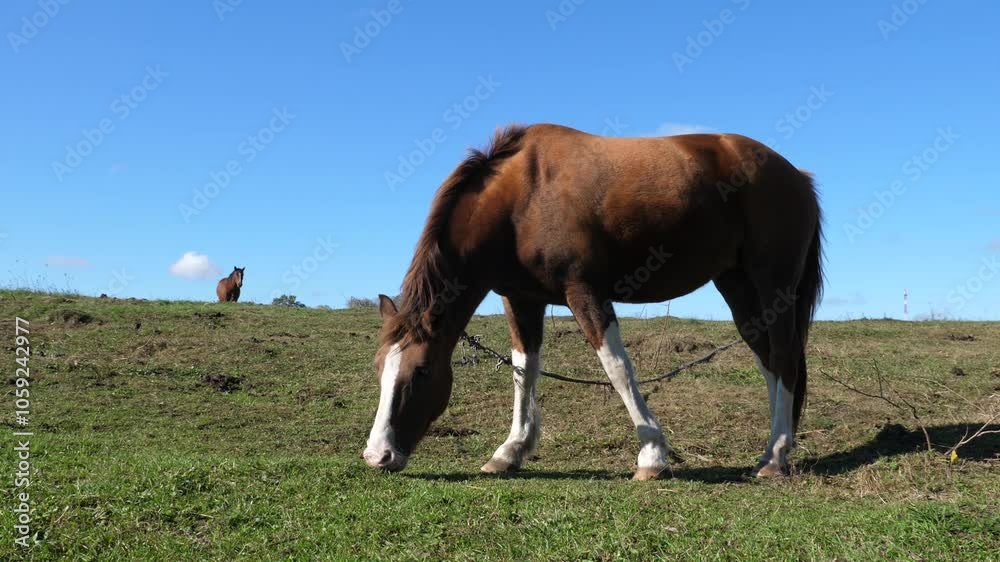 Horses graze in the field. Agriculture. Caring for horses. Horses graze in the field. Agriculture. Caring for horses.