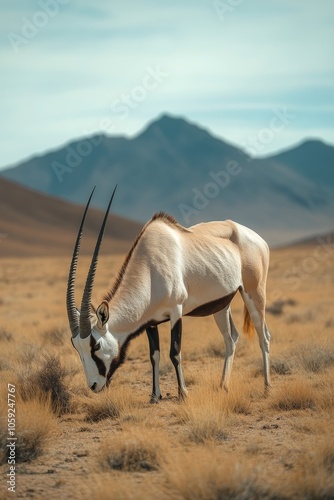 A solitary oryx stands in golden grasslands with a mountain backdrop at sunset