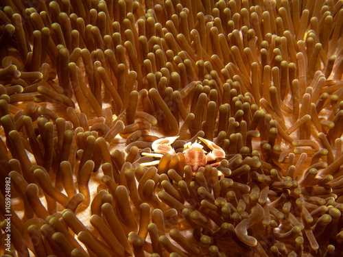 Neopetrolisthes maculata, Spotted porcelain crab on a sea anemone in Puerto Galera, Philippines. They are named porcelain crabs because they shed limbs very easily - probably to distract predators photo