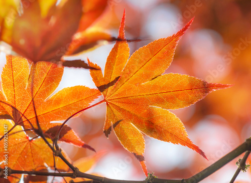 closeup on beautiful red and orange leaf of japanese maple in the tree in autumn