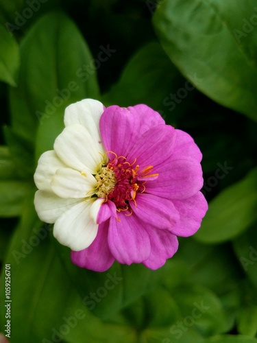 Chimera Zinnia flower that is half pink and half white