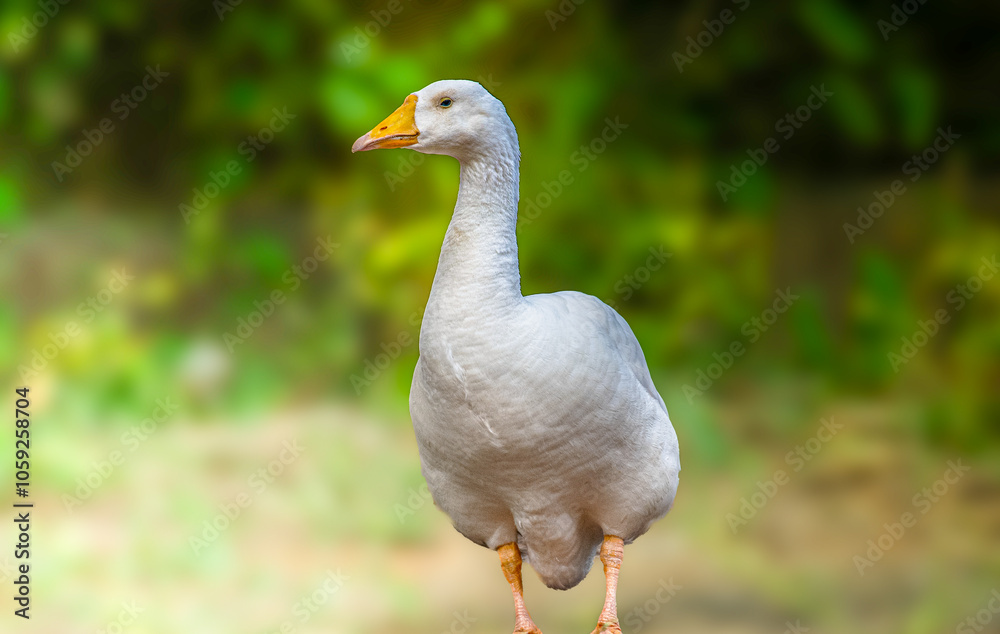 Domestic goose: A domestic goose is a goose that humans have domesticated and kept for their meat, eggs, or down feathers, or as companion animals. Domestic goose: A domestic goose is a goose that humans have domesticated and kept for their meat, eggs, or down feathers, or as companion animals.