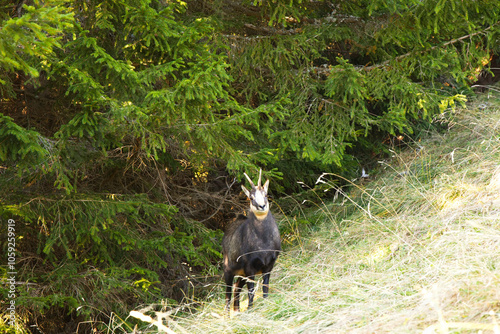 Gemse am Waldrand in den  Alpen