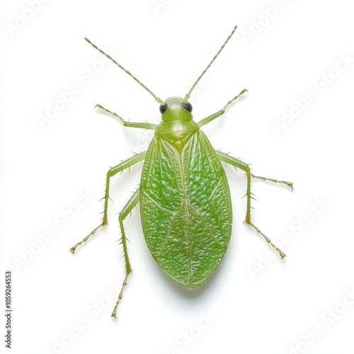A close-up view of a green bug with a smooth, shiny body and long antennae, often found in gardens.