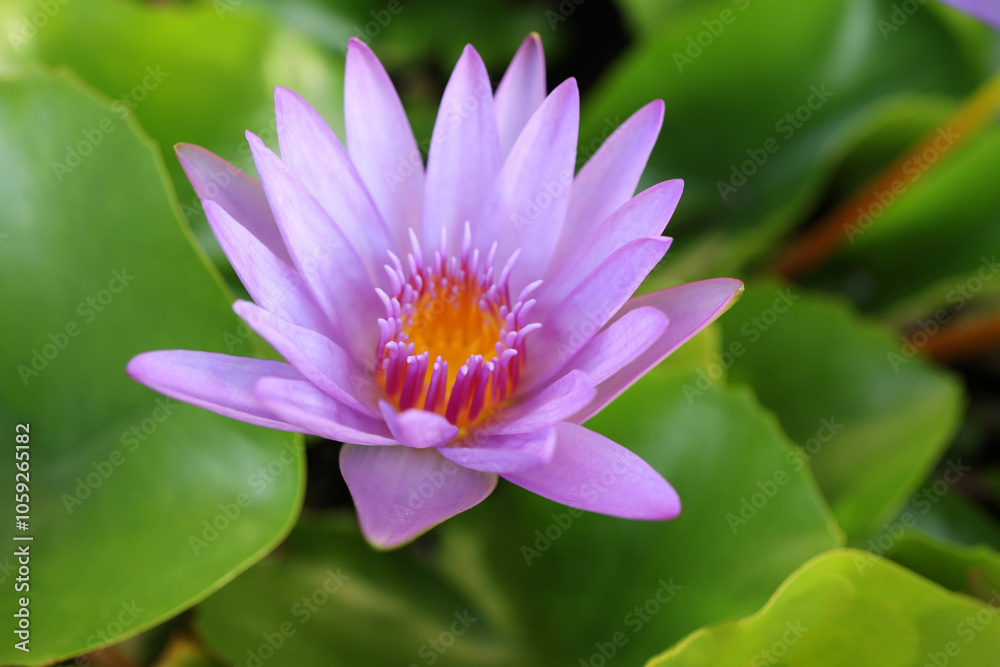 close up lotus flower yellow and purple color is so beautiful close up lotus flower yellow and purple color is so beautiful