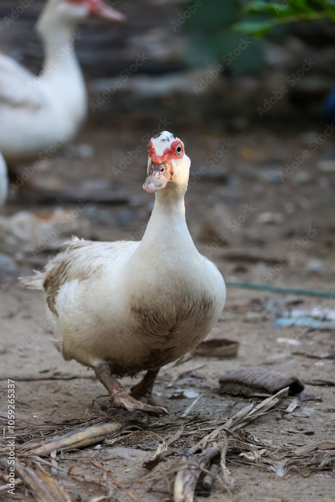 The white Muscovy Duck is stay in nature garden The white Muscovy Duck is stay in nature garden