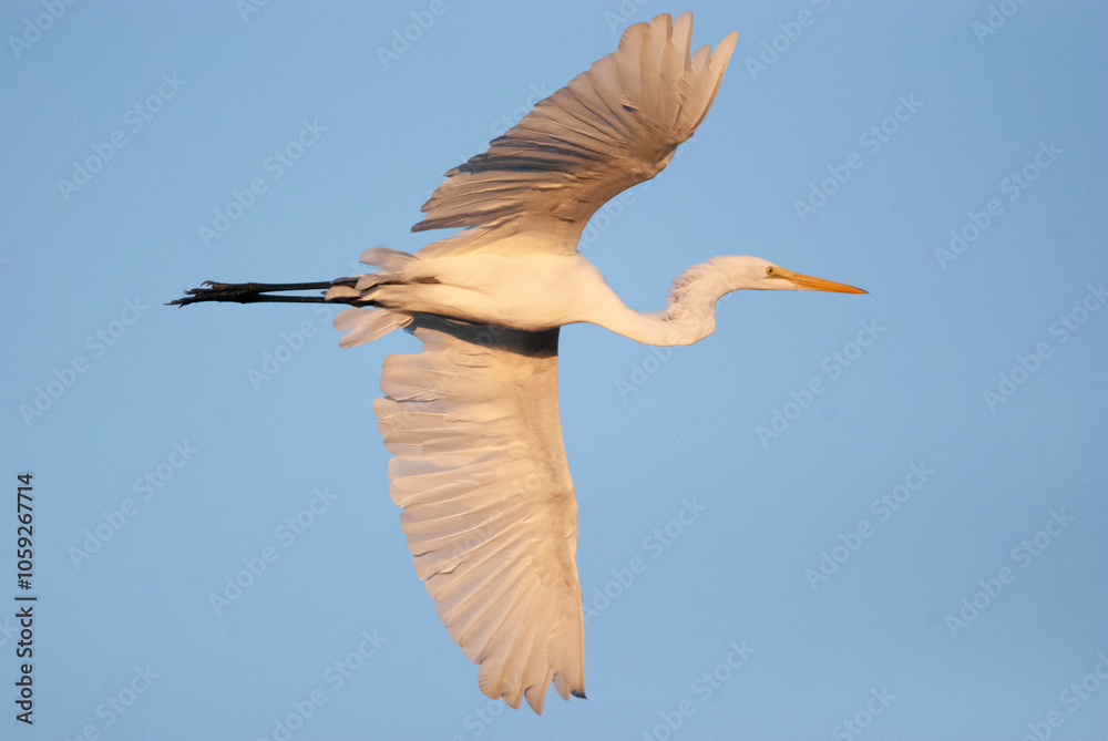 Obraz premium Great Egret flying overhead
