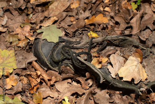 An old sneaker covered with oak leaves 